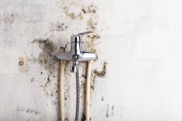 Best Affordable Mold Removal  in Cottonwood, MN