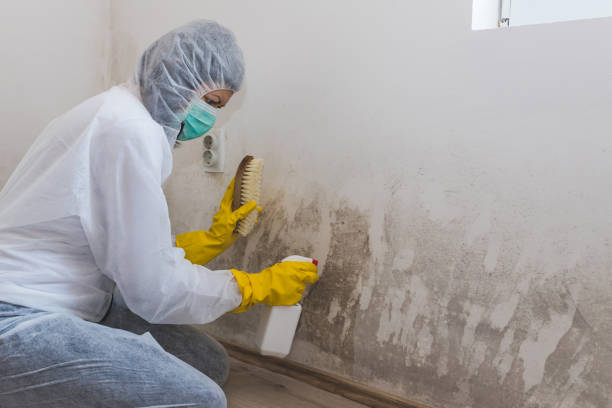 Crawl Space Mold Removal in Cottonwood, MN