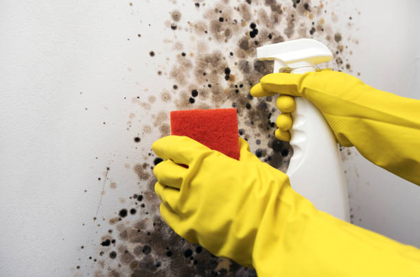 Mold Testing and Removal in Cottonwood, MN