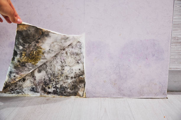 Best Crawl Space Mold Removal  in Cottonwood, MN